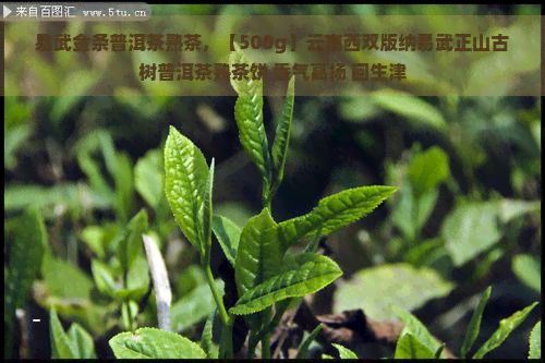 易武金条普洱茶熟茶，【500g】云南西双版纳易武正山古树普洱茶熟茶饼 香气高扬 回生津