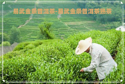 易武金条普洱茶-易武金条普洱茶熟茶