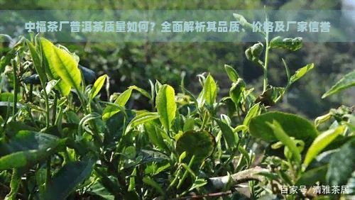 中福茶厂普洱茶质量如何？全面解析其品质、价格及厂家信誉