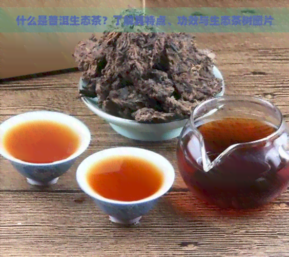 什么是普洱生态茶？了解其特点、功效与生态茶树图片