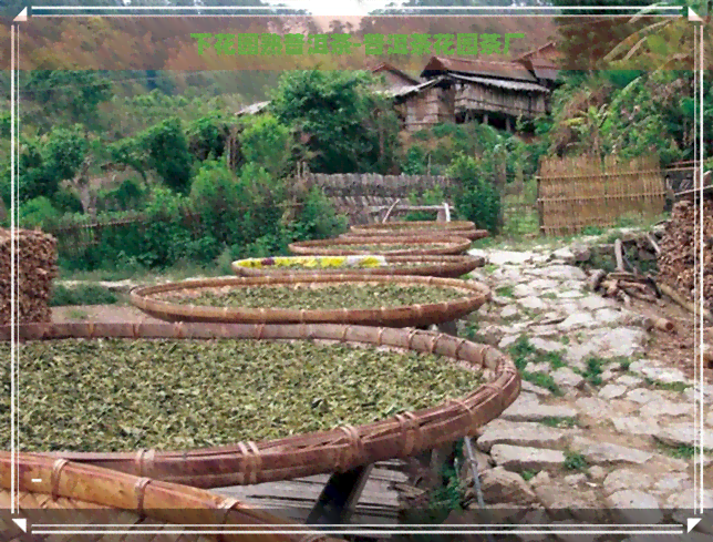 下花园熟普洱茶-普洱茶花园茶厂