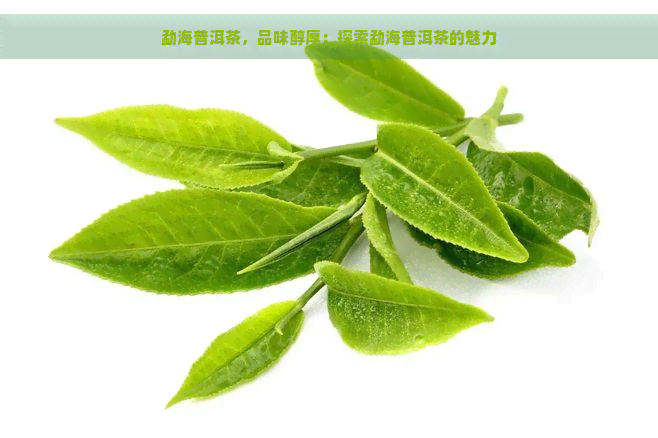 勐海普洱茶，品味醇厚：探索勐海普洱茶的魅力