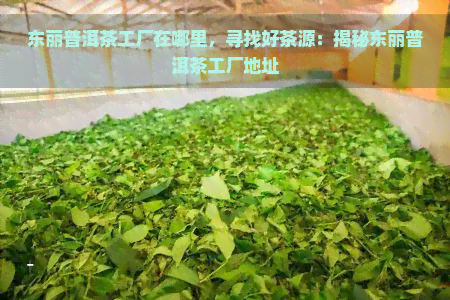 东丽普洱茶工厂在哪里，寻找好茶源：揭秘东丽普洱茶工厂地址