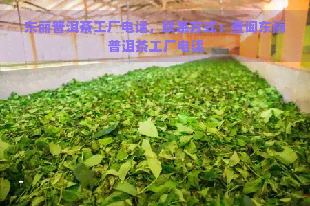 东丽普洱茶工厂电话，联系方式：查询东丽普洱茶工厂电话