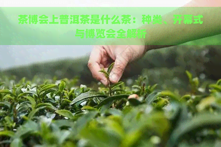 茶博会上普洱茶是什么茶：种类、开幕式与博览会全解析