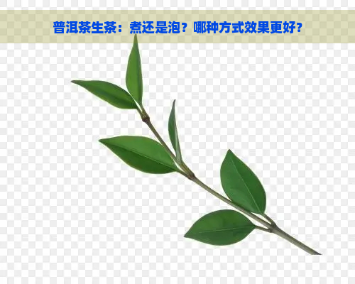 普洱茶生茶：煮还是泡？哪种方式效果更好？