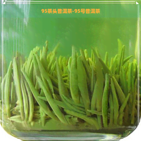 95茶头普洱茶-95号普洱茶