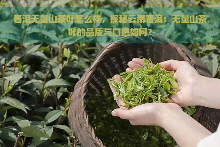 普洱无量山茶叶怎么样，探秘云南普洱：无量山茶叶的品质与口感如何？