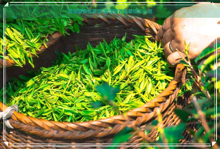 普洱茶养生茶饼-普洱茶养生茶饼怎么泡