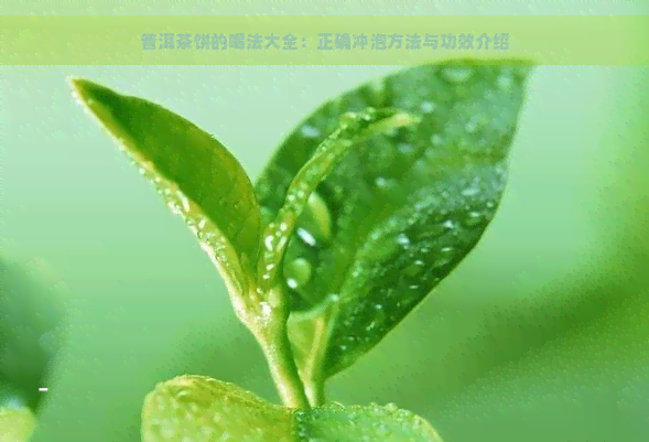 普洱茶饼的喝法大全：正确冲泡方法与功效介绍