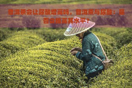 普洱茶会让尿酸增高吗，普洱茶与尿酸：是否会提高其水平？