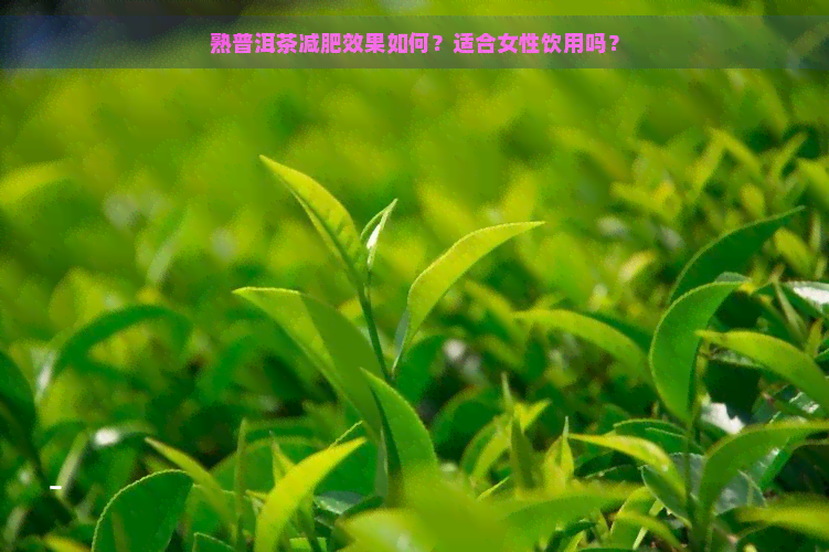 熟普洱茶减肥效果如何？适合女性饮用吗？