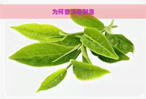 为何普洱茶耐泡