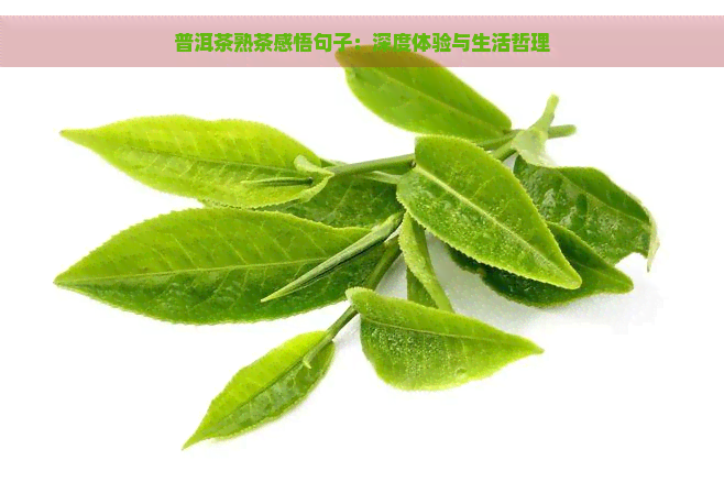 普洱茶熟茶感悟句子：深度体验与生活哲理