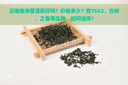 云南渤海普洱茶好吗？价格多少？有7562、古树、之春等品种，如何选择？