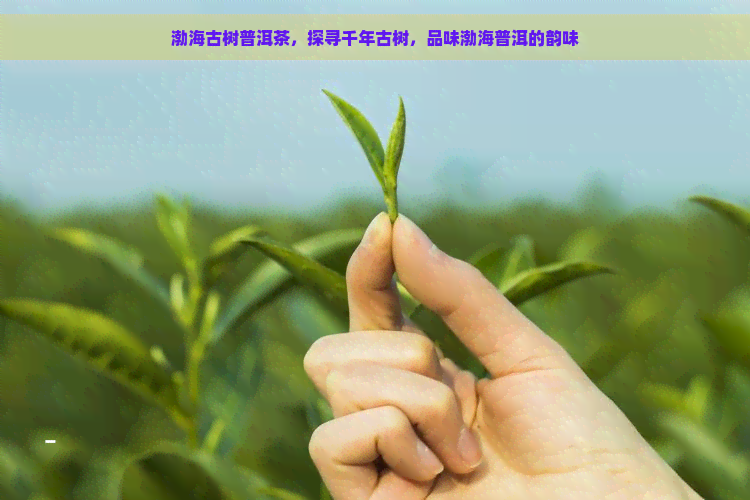 渤海古树普洱茶，探寻千年古树，品味渤海普洱的韵味