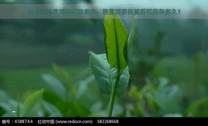 包装的熟普洱茶能放多久，熟普洱茶包装后可保存多久？