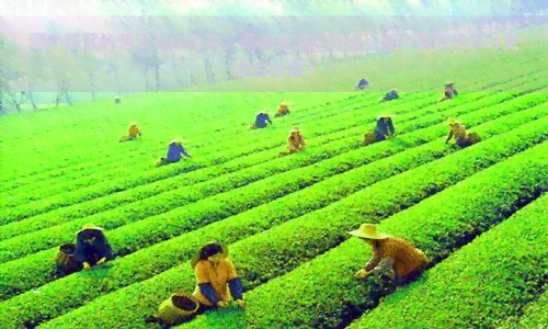 哪个茶区的普洱茶适合存，揭秘普洱茶存地：哪个茶区的茶叶更适合收藏？