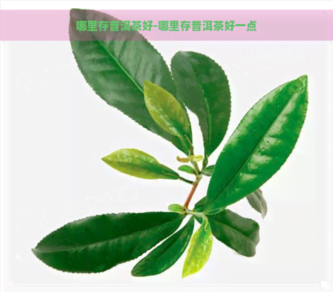 哪里存普洱茶好-哪里存普洱茶好一点