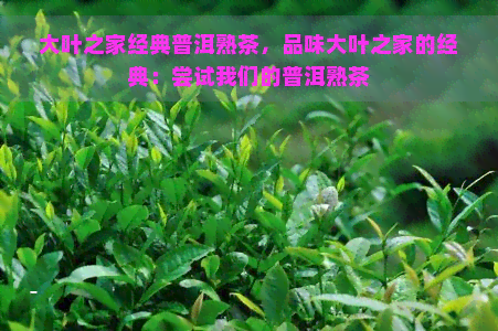 大叶之家经典普洱熟茶，品味大叶之家的经典：尝试我们的普洱熟茶