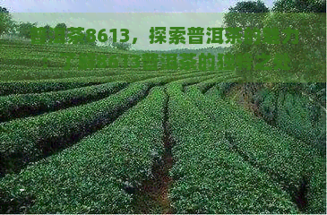 普洱茶8613，探索普洱茶的魅力：了解8613普洱茶的独特之处