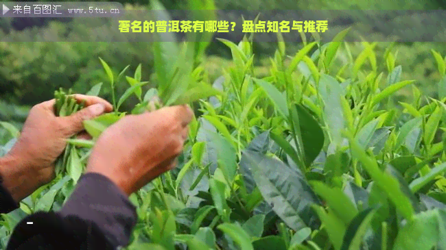 著名的普洱茶有哪些？盘点知名与推荐