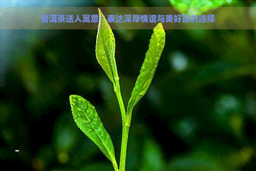 普洱茶送人寓意：表达深厚情谊与美好愿的选择