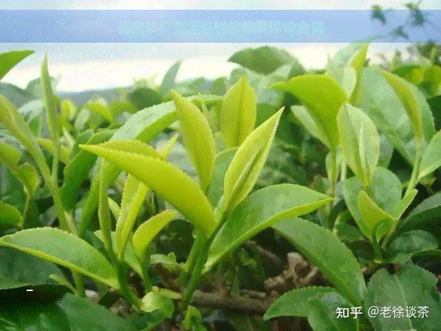 福兴茶厂普洱茶饼价格及评价全览