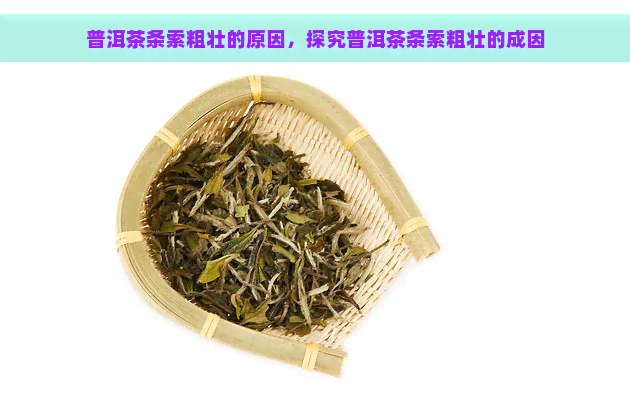 普洱茶条索粗壮的原因，探究普洱茶条索粗壮的成因