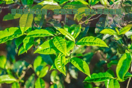 普洱茶降血脂，喝普洱茶，轻松降低血脂！