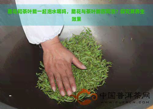 腊花和茶叶能一起泡水喝吗，腊花与茶叶能否同泡？探究其养生效果