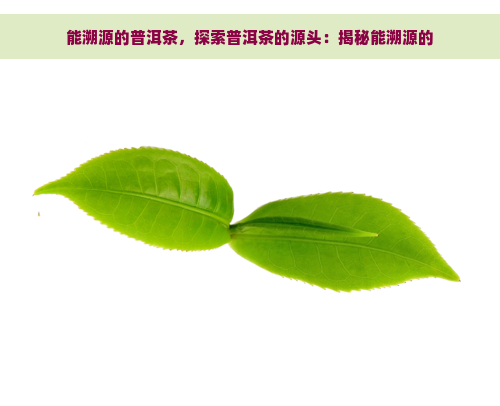 能溯源的普洱茶，探索普洱茶的源头：揭秘能溯源的