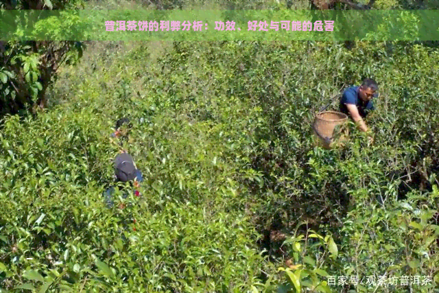 普洱茶饼的利弊分析：功效、好处与可能的危害