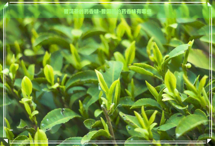 普洱茶的药香味-普洱茶的药香味有哪些