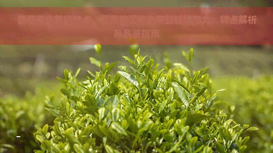 普洱茶生茶的特点，探索普洱茶生茶的独特魅力：特点解析与品鉴指南