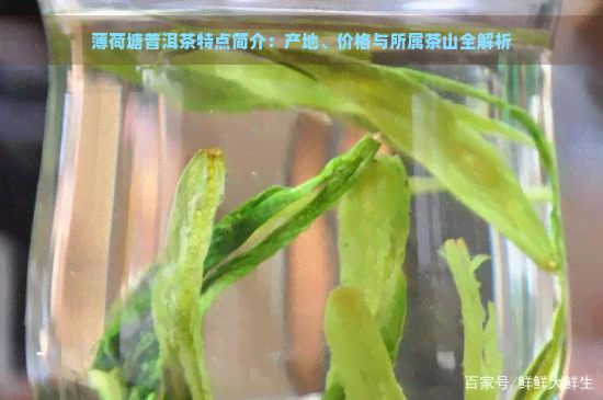 薄荷塘普洱茶特点简介：产地、价格与所属茶山全解析