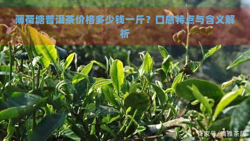 薄荷塘普洱茶价格多少钱一斤？口感特点与含义解析