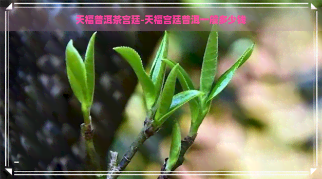 天福普洱茶宫廷-天福宫廷普洱一般多少钱