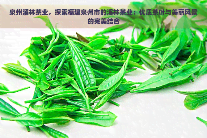 泉州溪林茶业，探索福建泉州市的溪林茶业：优质茶叶与美丽风景的完美结合