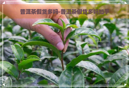 普洱茶假货多吗-普洱茶假货多吗知乎