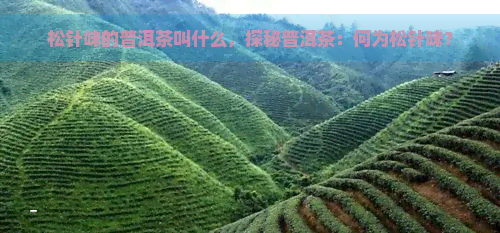 松针味的普洱茶叫什么，探秘普洱茶：何为松针味？