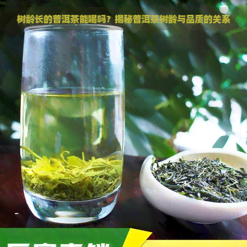 树龄长的普洱茶能喝吗？揭秘普洱茶树龄与品质的关系