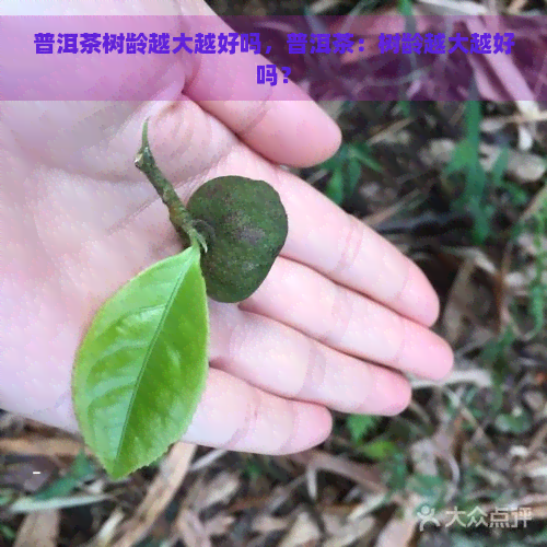 普洱茶树龄越大越好吗，普洱茶：树龄越大越好吗？