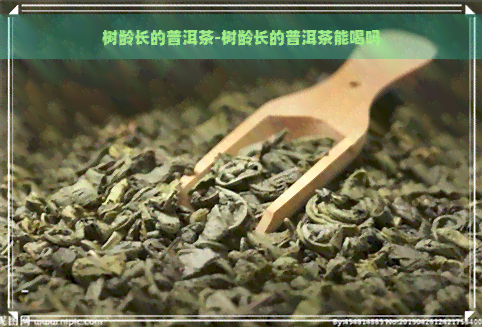 树龄长的普洱茶-树龄长的普洱茶能喝吗