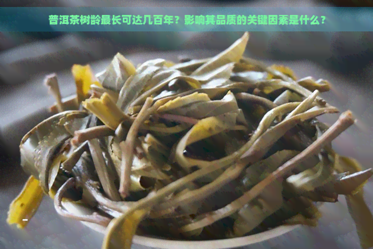 普洱茶树龄最长可达几百年？影响其品质的关键因素是什么？