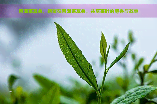 普洱茶友会，相聚在普洱茶友会，共享茶叶的醇香与故事