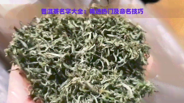 普洱茶名字大全：精选热门及命名技巧