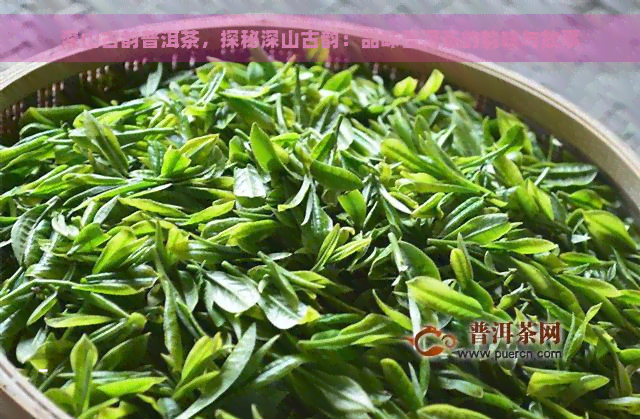 深山古韵普洱茶，探秘深山古韵：品味普洱茶的韵味与故事