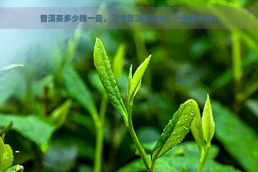 普洱茶多少钱一盘，了解普洱茶价格：一盘多少钱？