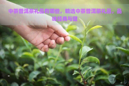 中茶普洱茶礼品有哪些，精选中茶普洱茶礼品，品味经典与健